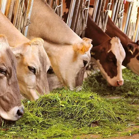 Gaestehaus Davidbauer Homestay *