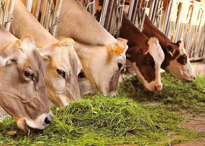 Gaestehaus Davidbauer Ubytování v soukromí *